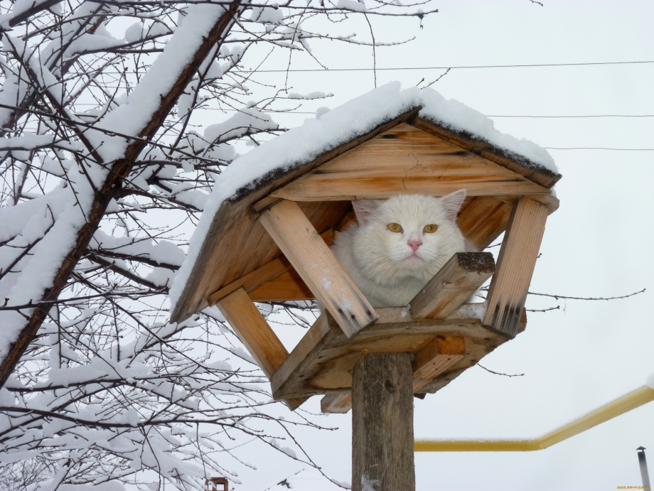 Кормушка для кота
