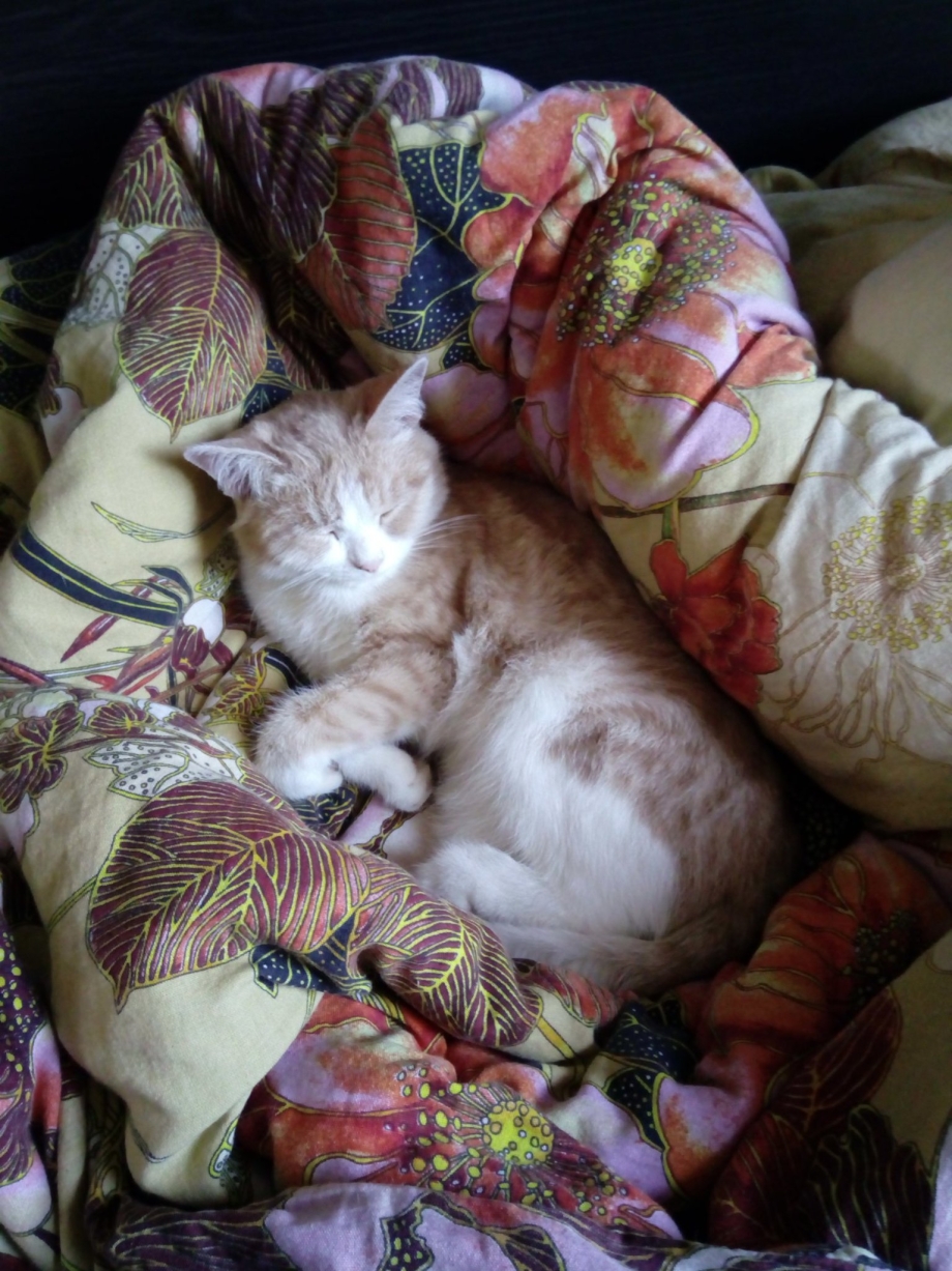 Кошачье гнездо