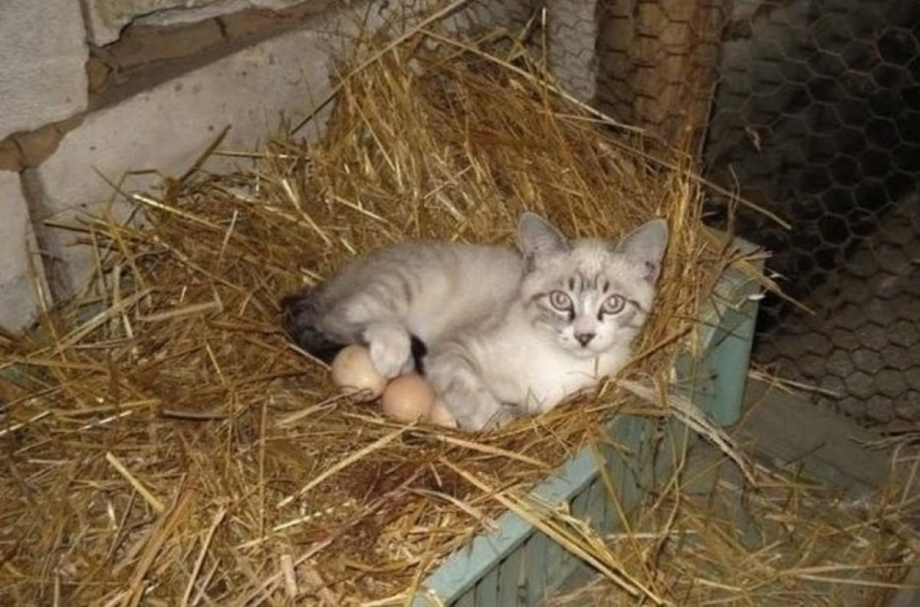 Гнездовой кот