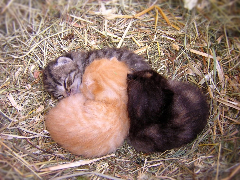 Кошачьи гнездышки