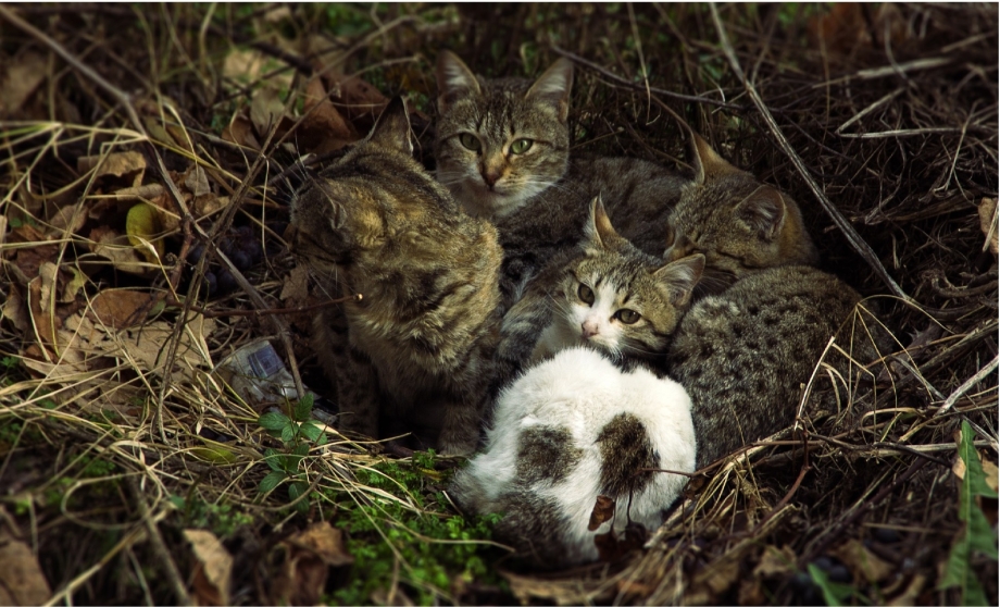 Гнездо котов