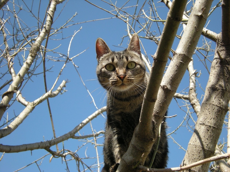 Кошки на дереве