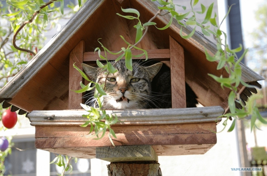 Домик для кота