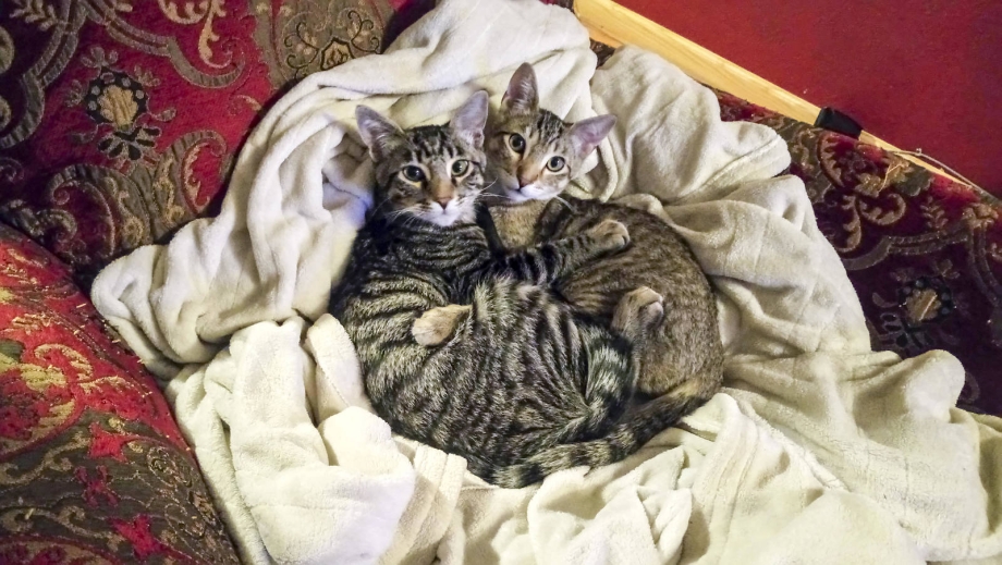 Котик в гнезде