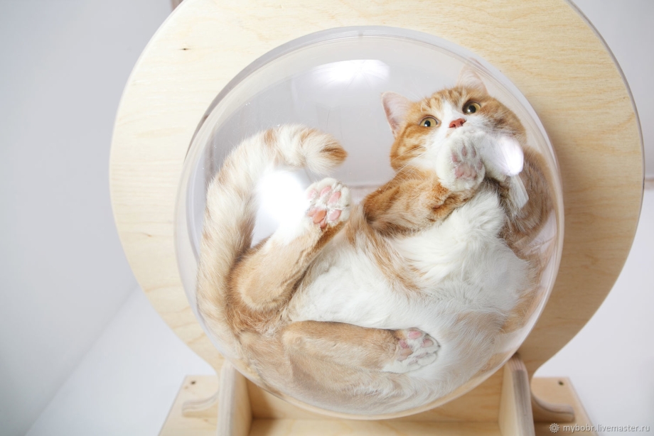 Прозрачный гамак для кота