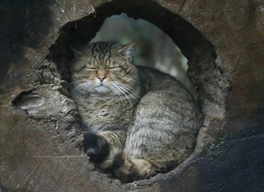 Коты в норах