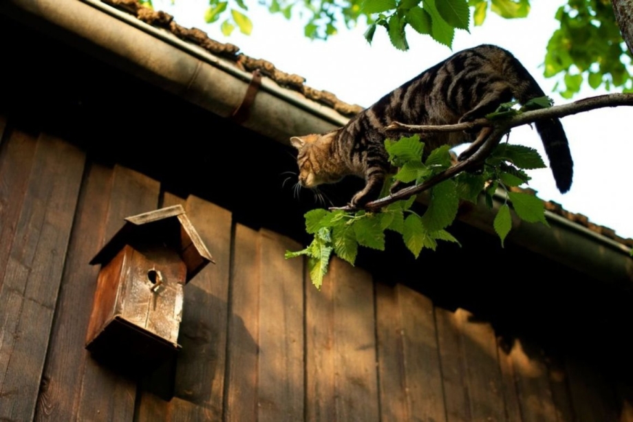 Скворечник для кошек