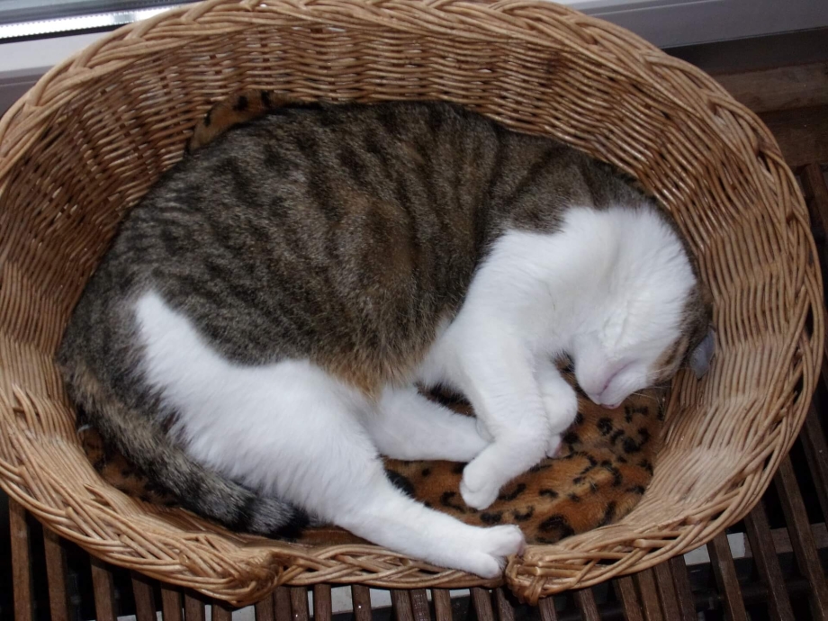 Кошка с котятами в корзинке