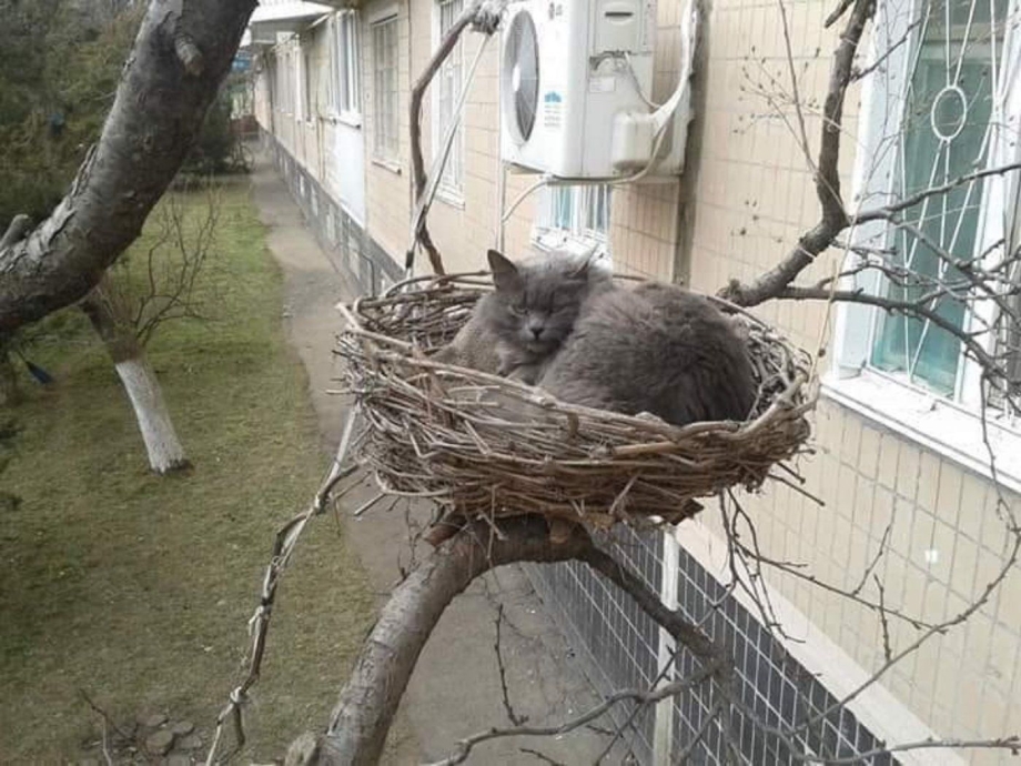 Кот в гнезде на дереве