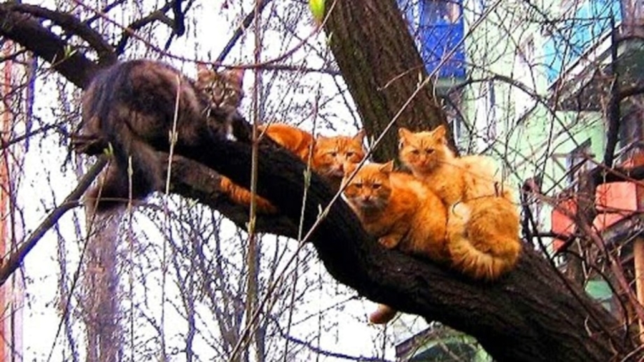 Много котов на дереве