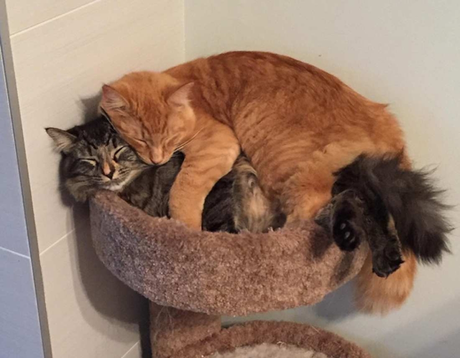 Котики лежат друг на друге