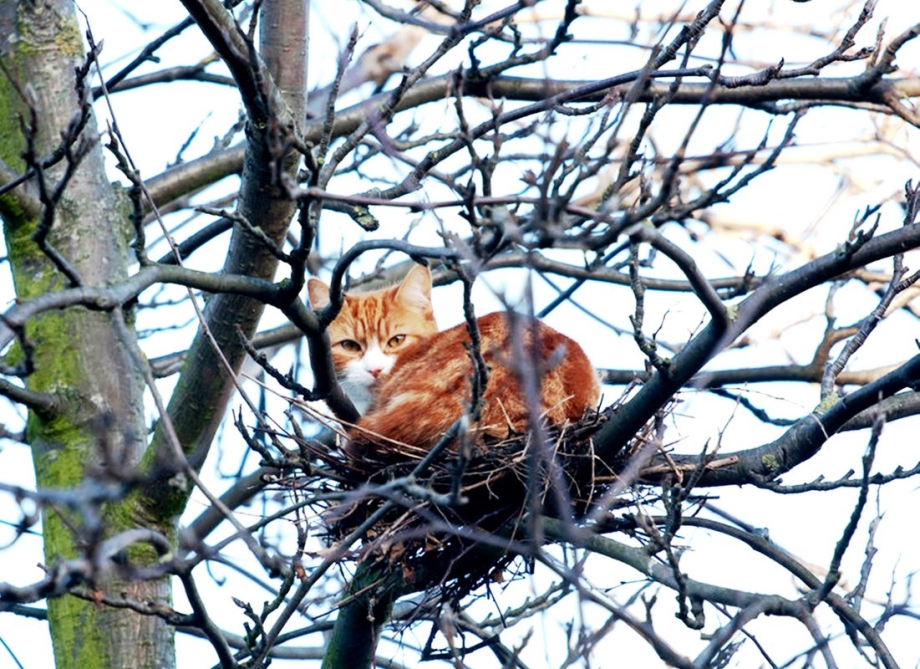 Кот в гнезде на дереве