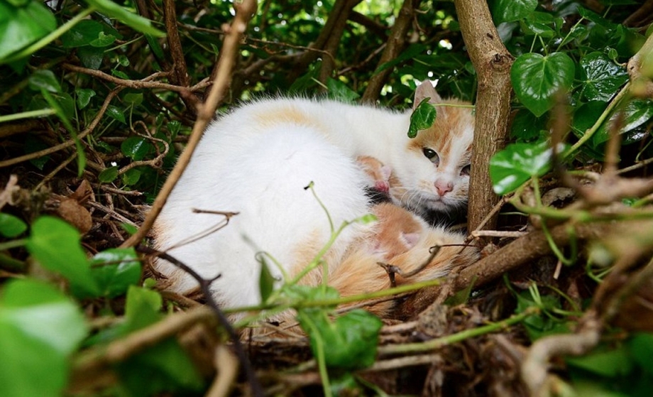 Кот в гнезде
