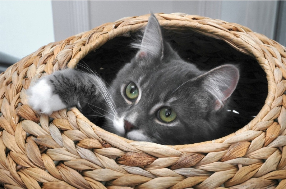 Кошачье гнездо