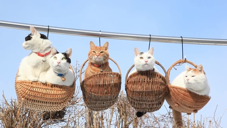 Смешной кот в корзинке
