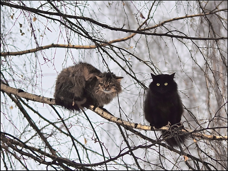 Коты прилетели