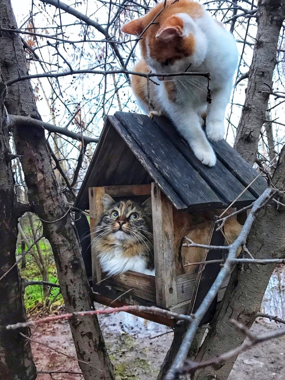Кот в скворечнике