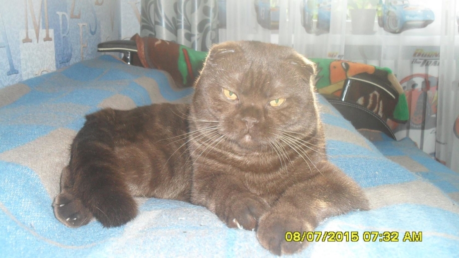 Скоттиш фолд шоколадный