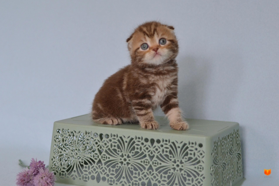Шотландские котята шоколадного окраса