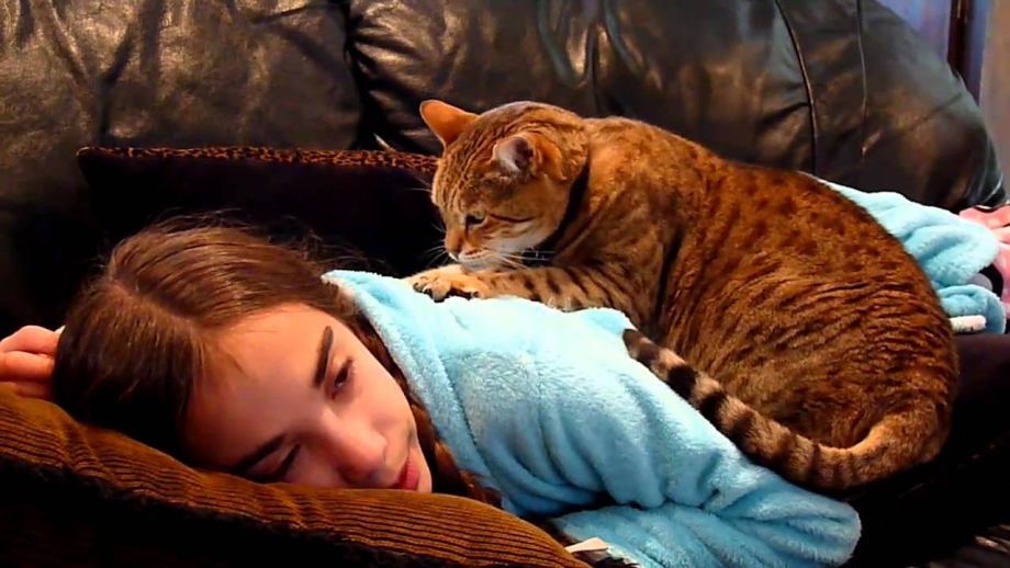 Ушные клещи у кота капли