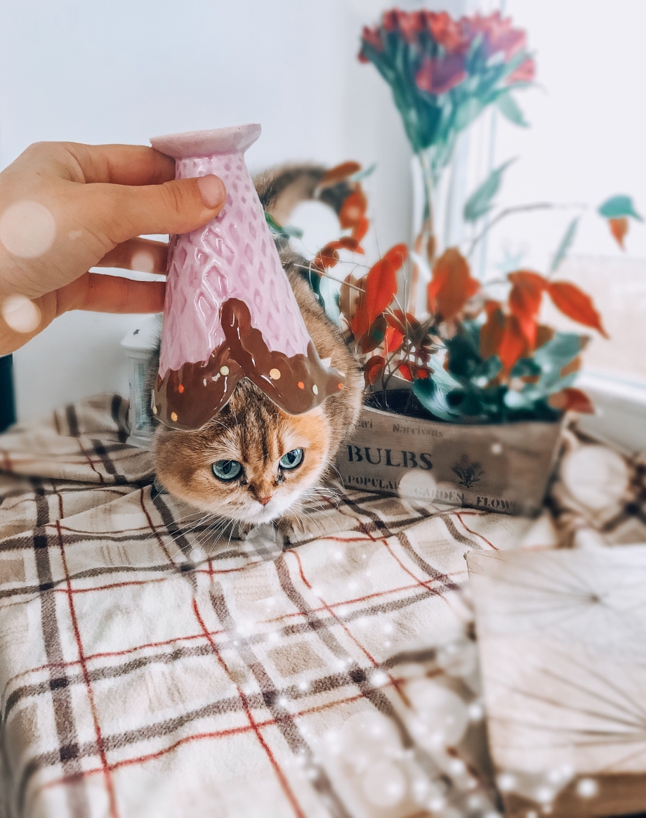 Кот лекарь