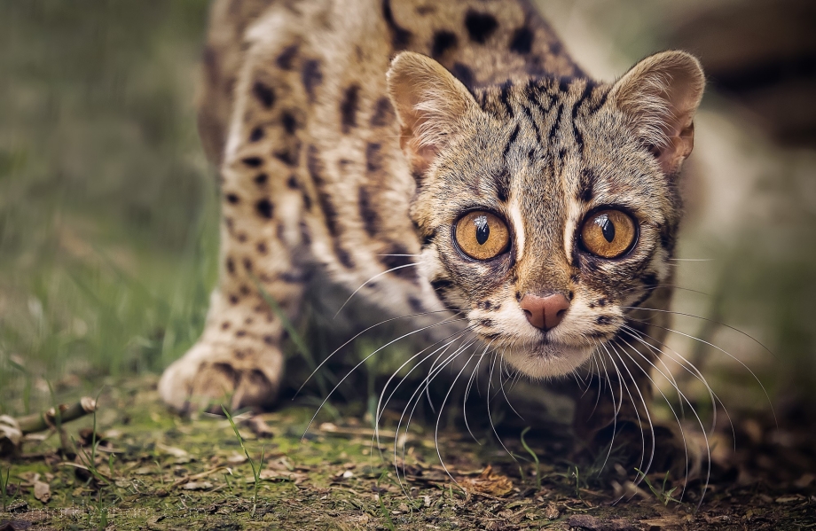 Бенгальская кошка Дикая
