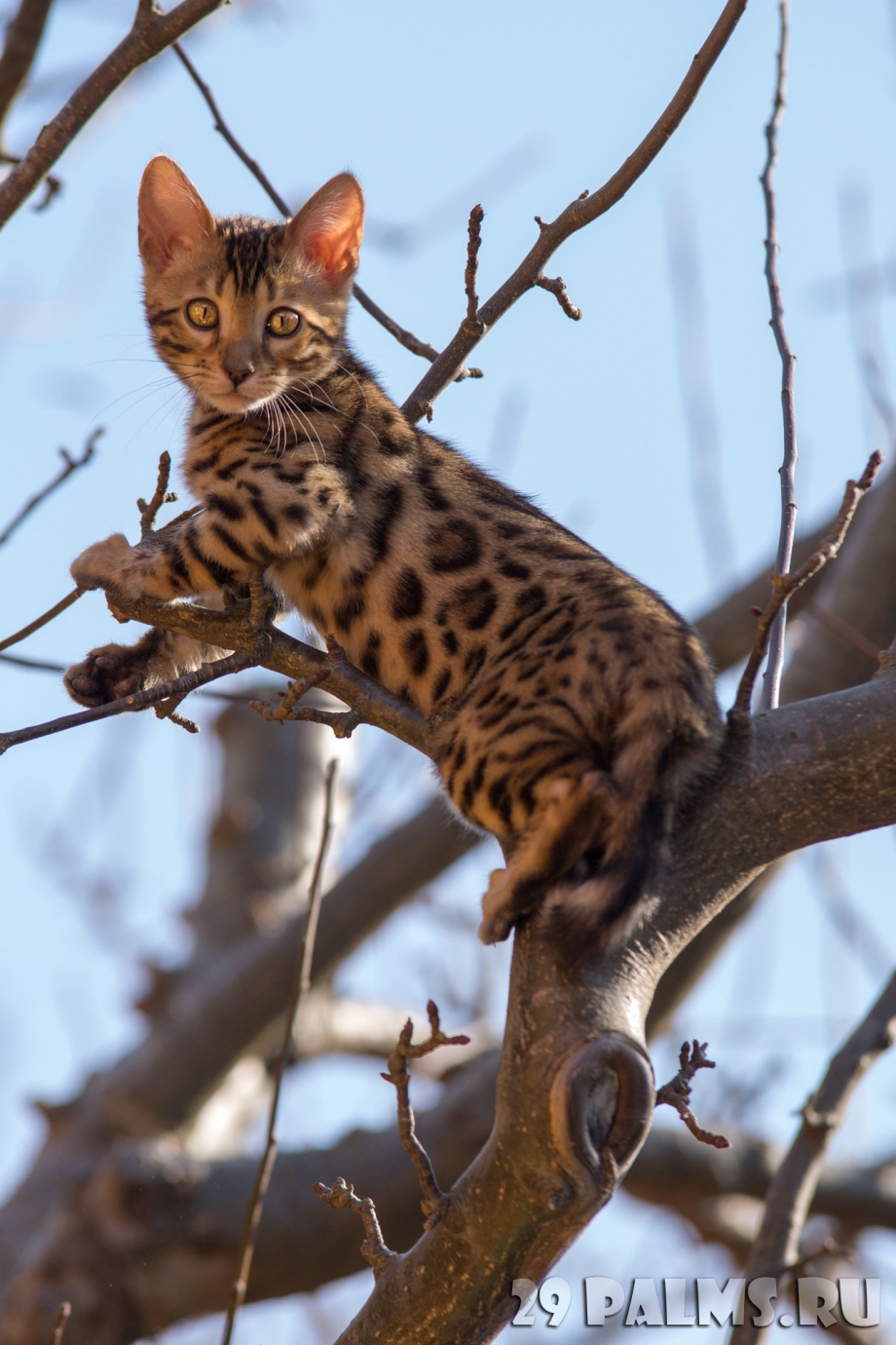 Дальневосточный бенгальский кот