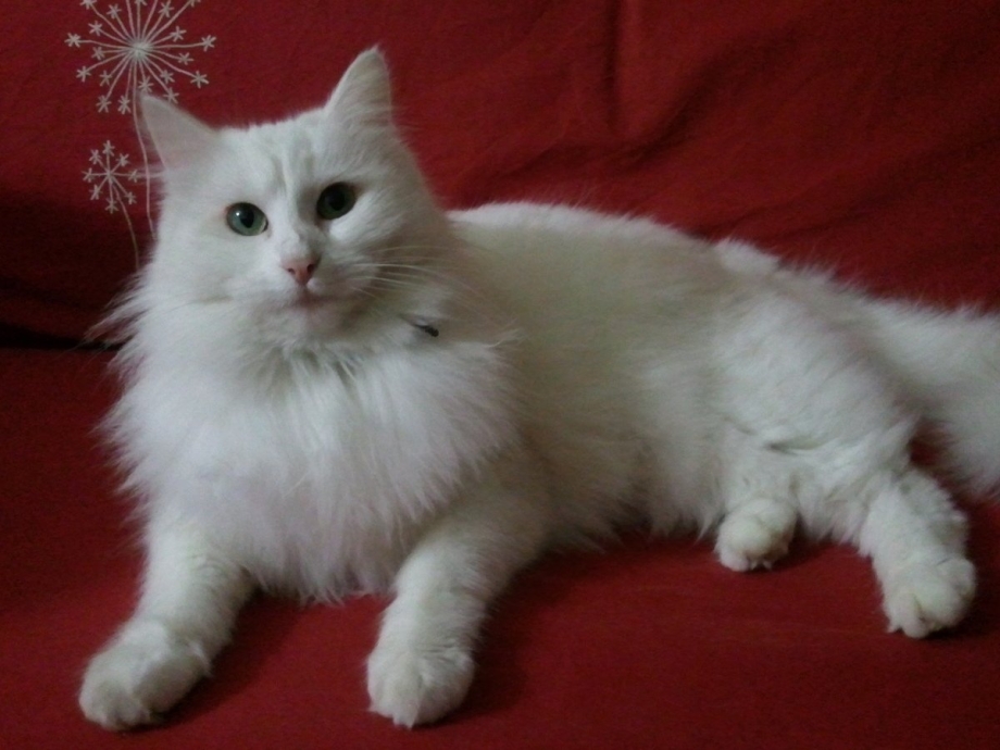 Персидская ангора кошка