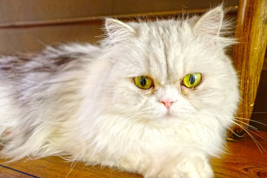 Кот персидский ангорский