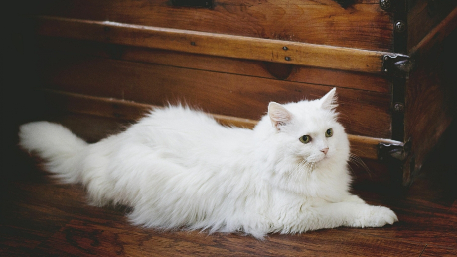 Персидская ангора кошка