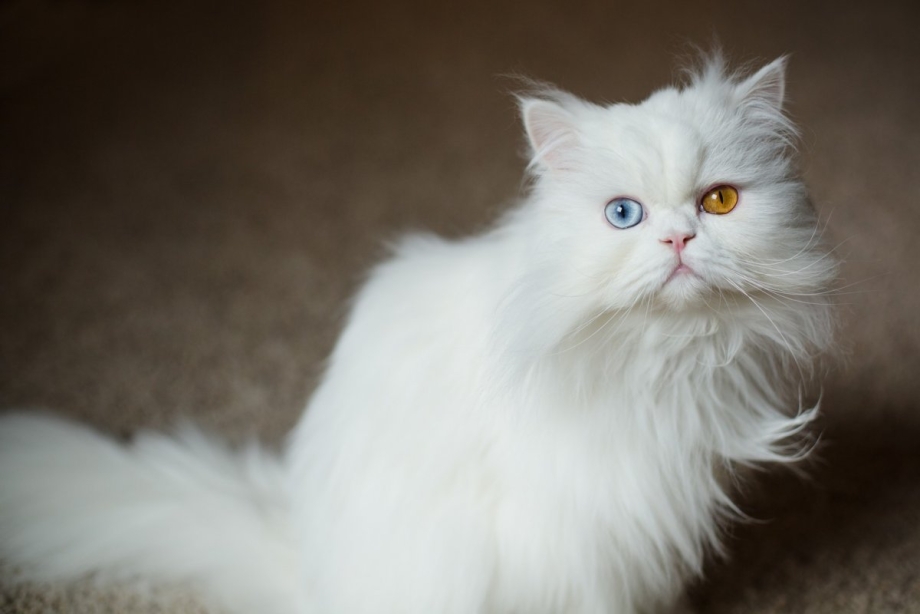Ширази кошка