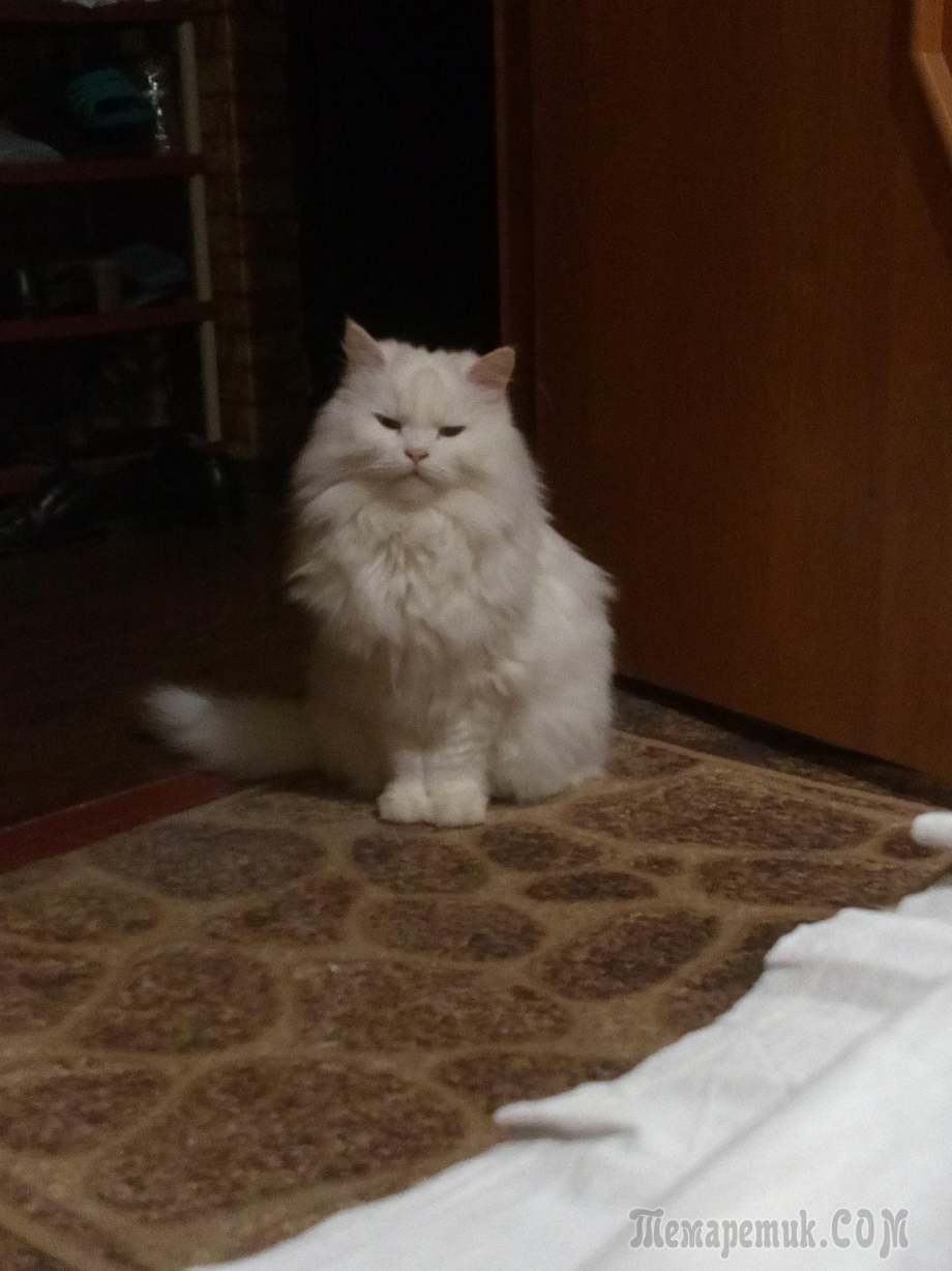 Кот перс белый ангорский