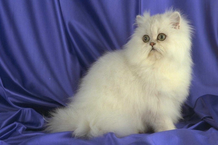 Кот гетерохромия