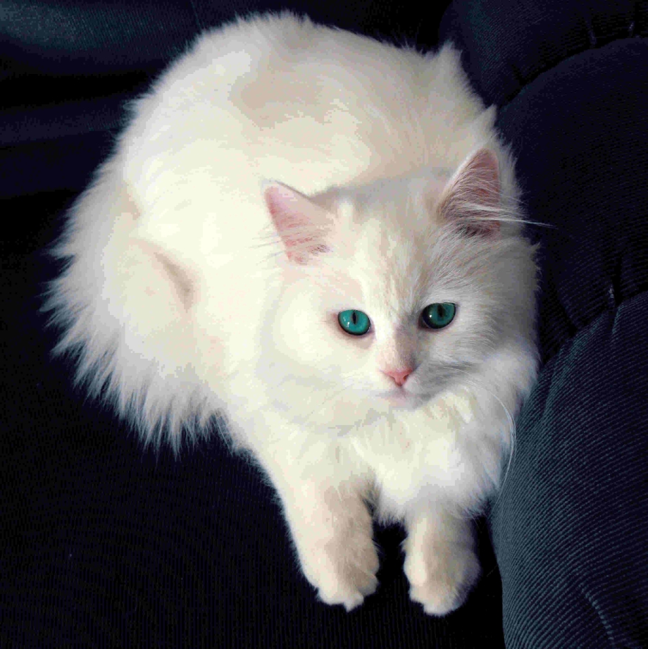 Турецкая ангора кот