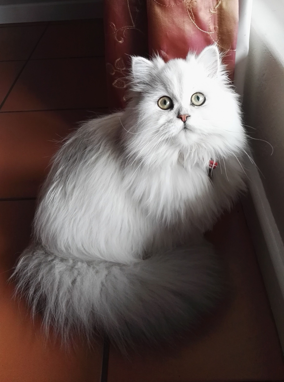 Персидская шиншилла кошка