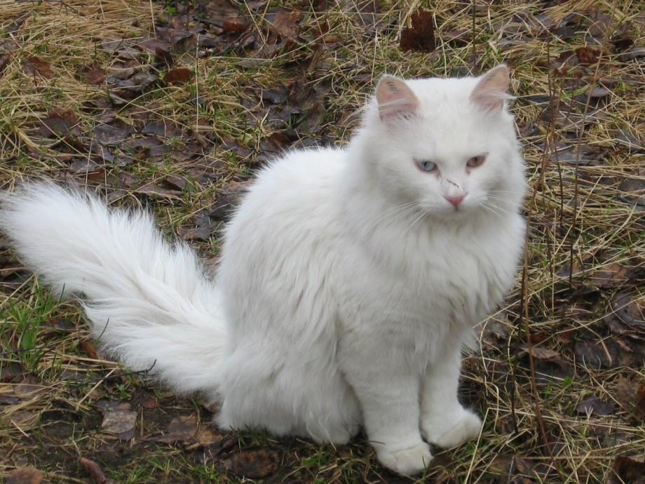 Ангорская кошка