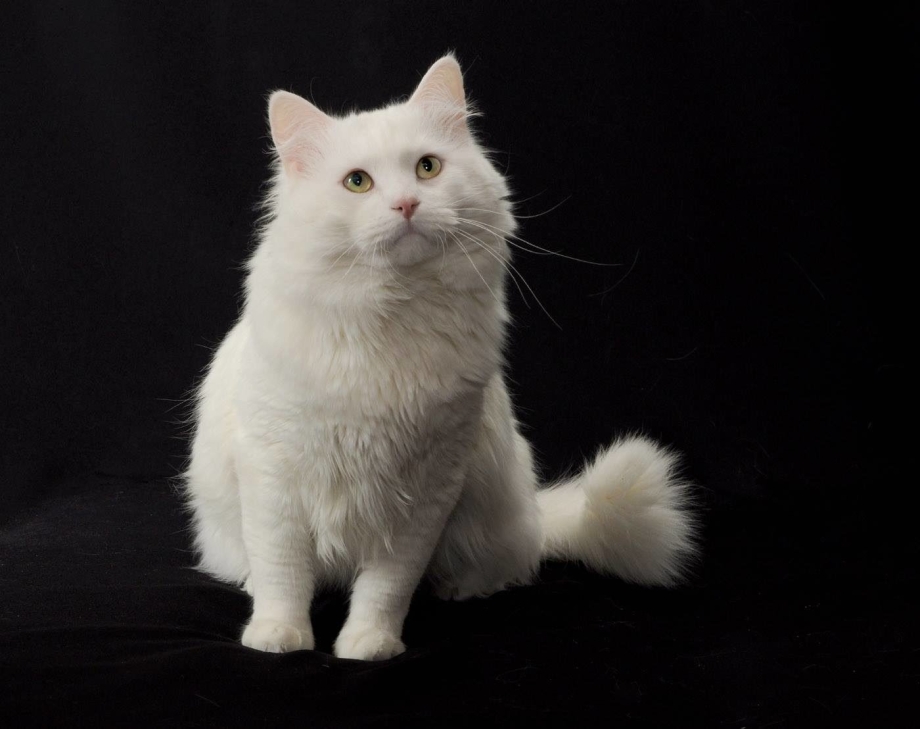 Сибирская кошка белая