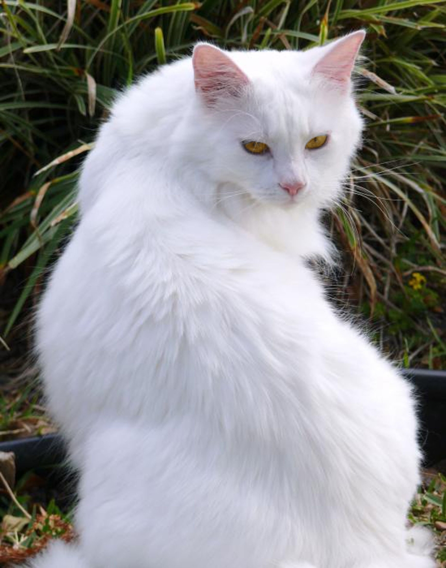Персидская ангора котенок