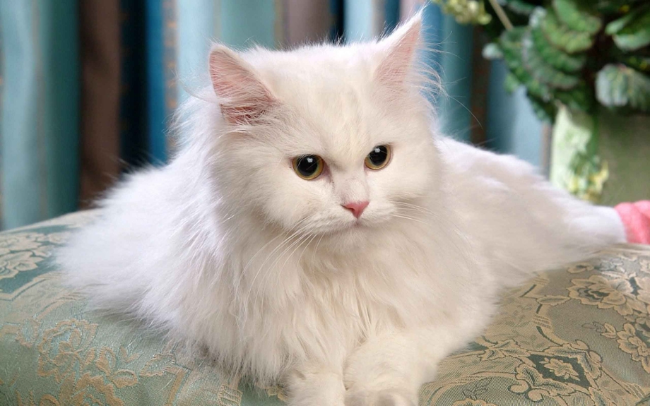 Персидская кошка белая