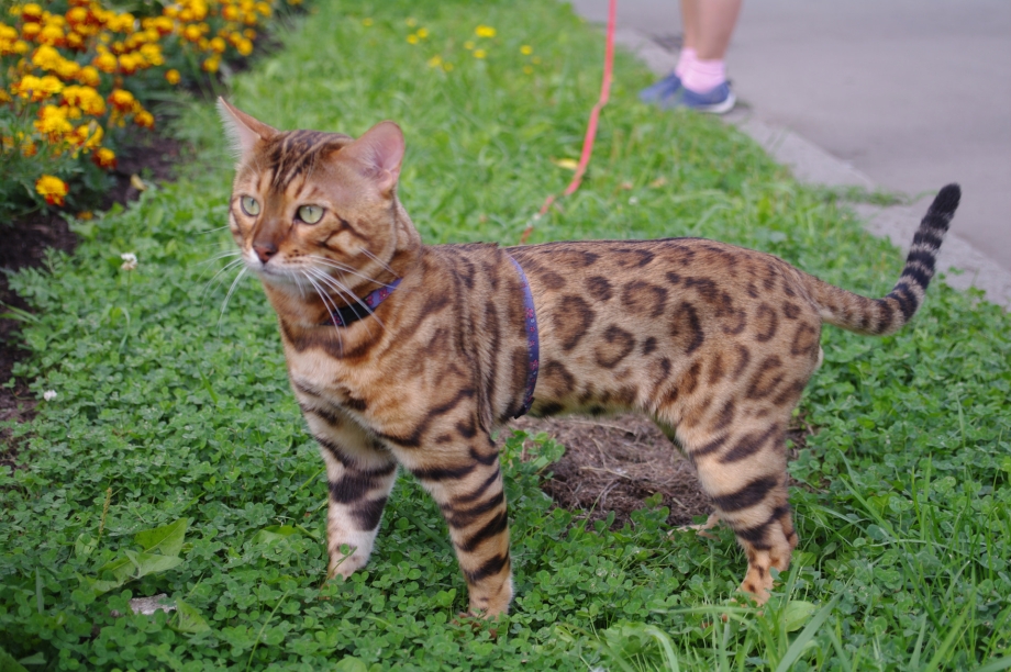 Европейская Бурма кошка