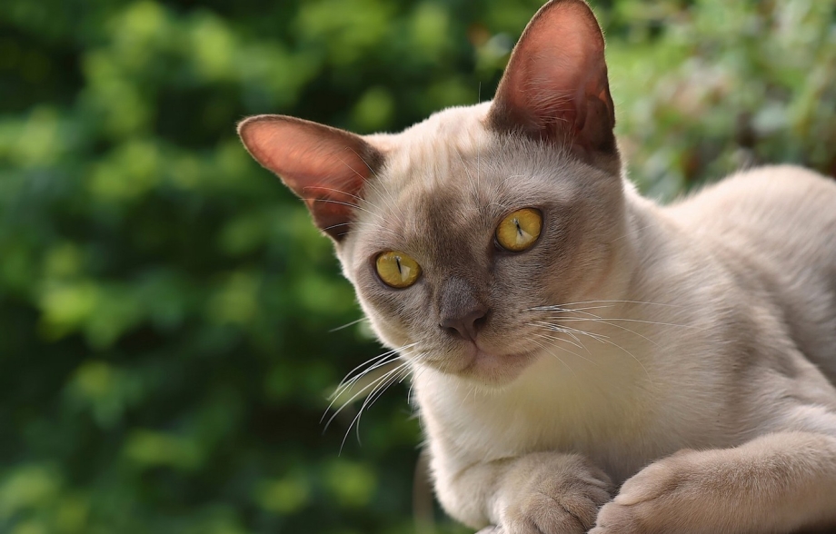 Бурманская кошка