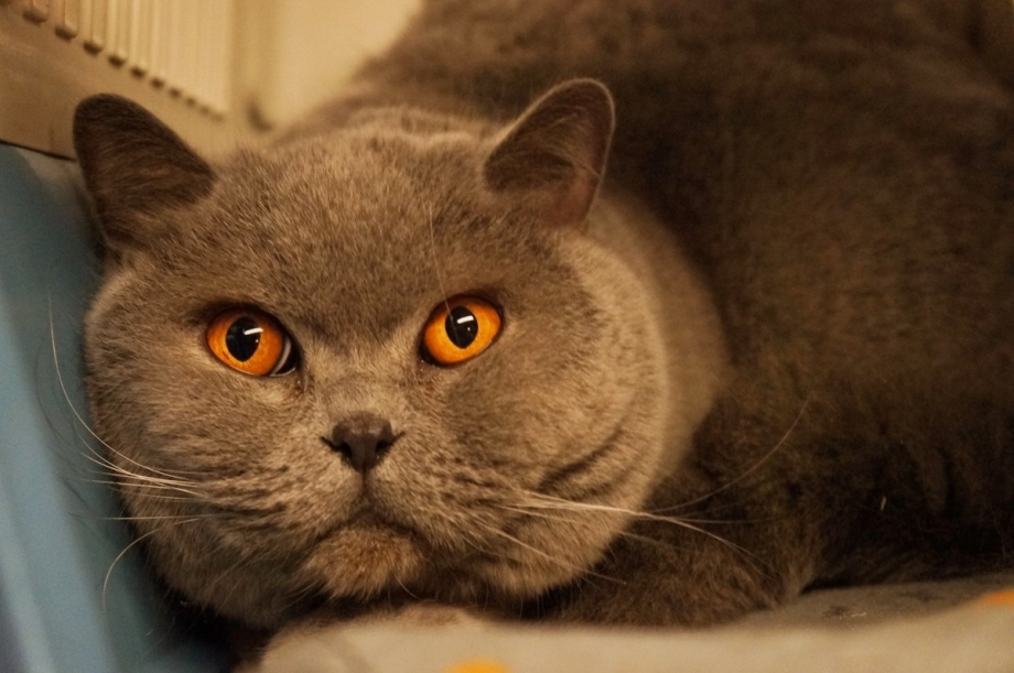 Бурманская кошка черная
