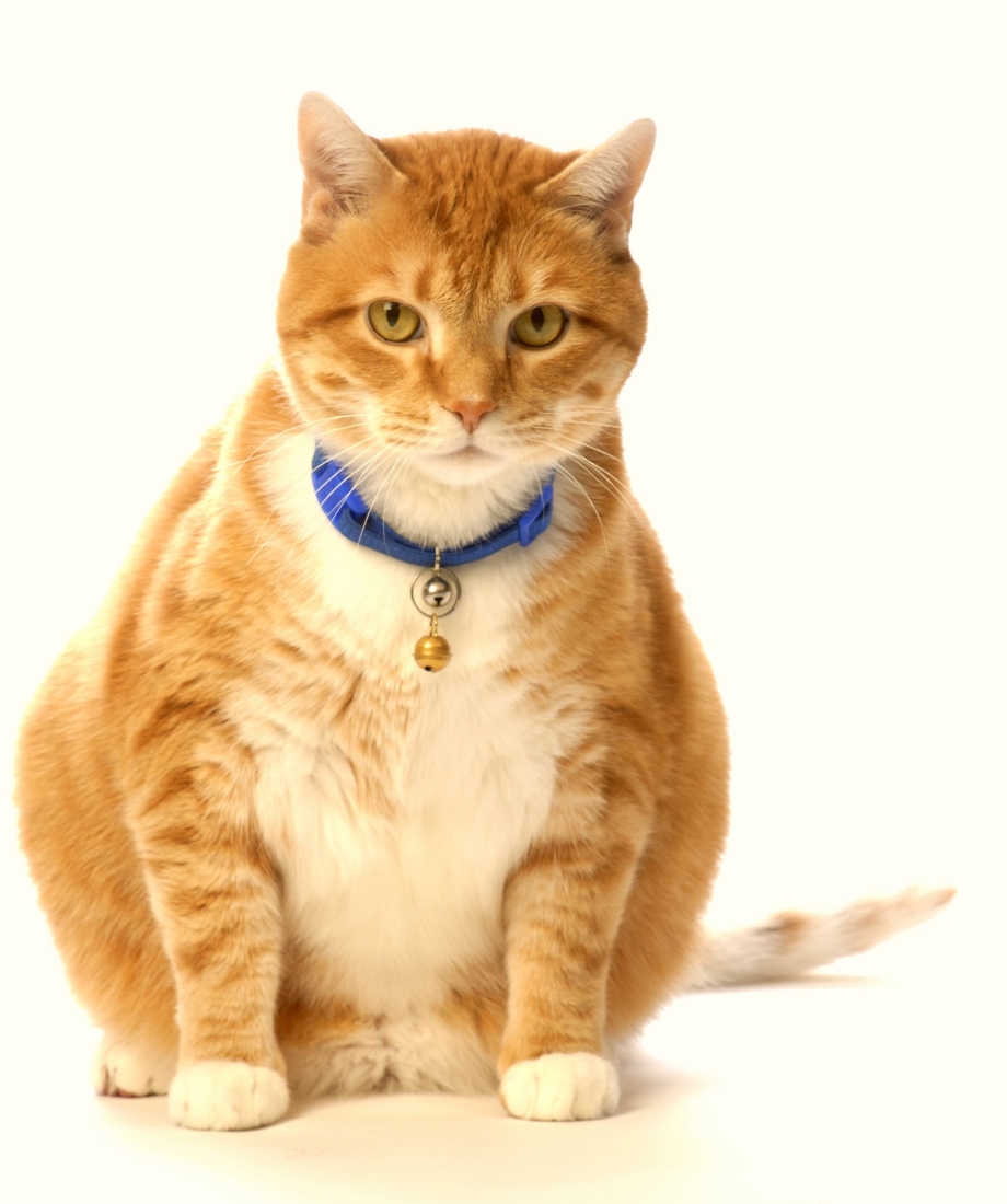 Рыжий кот