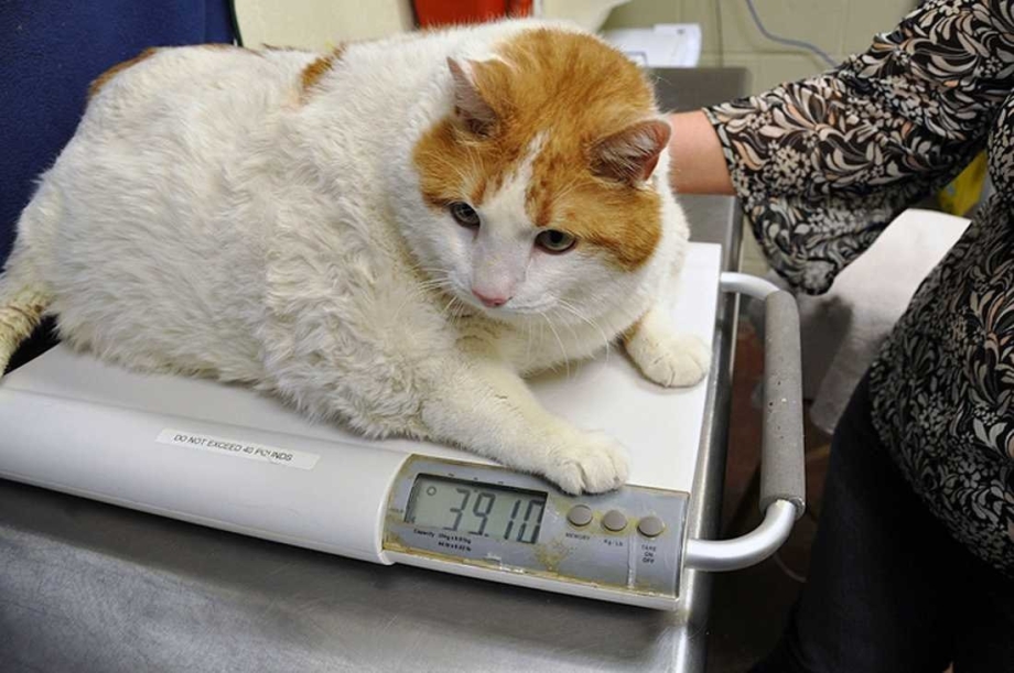 Самые толстые коты
