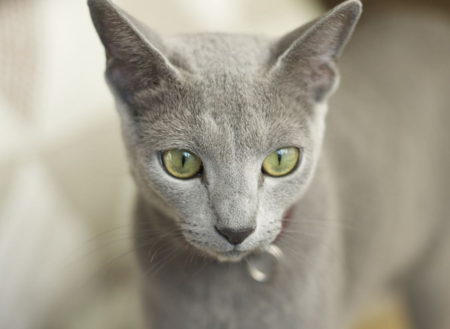 Русская голубая и сфинкс кошка