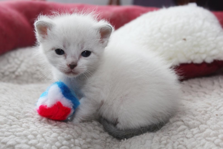 Сиамская кошка белая
