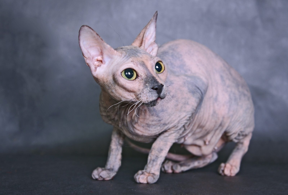 Донской сфинкс кошка