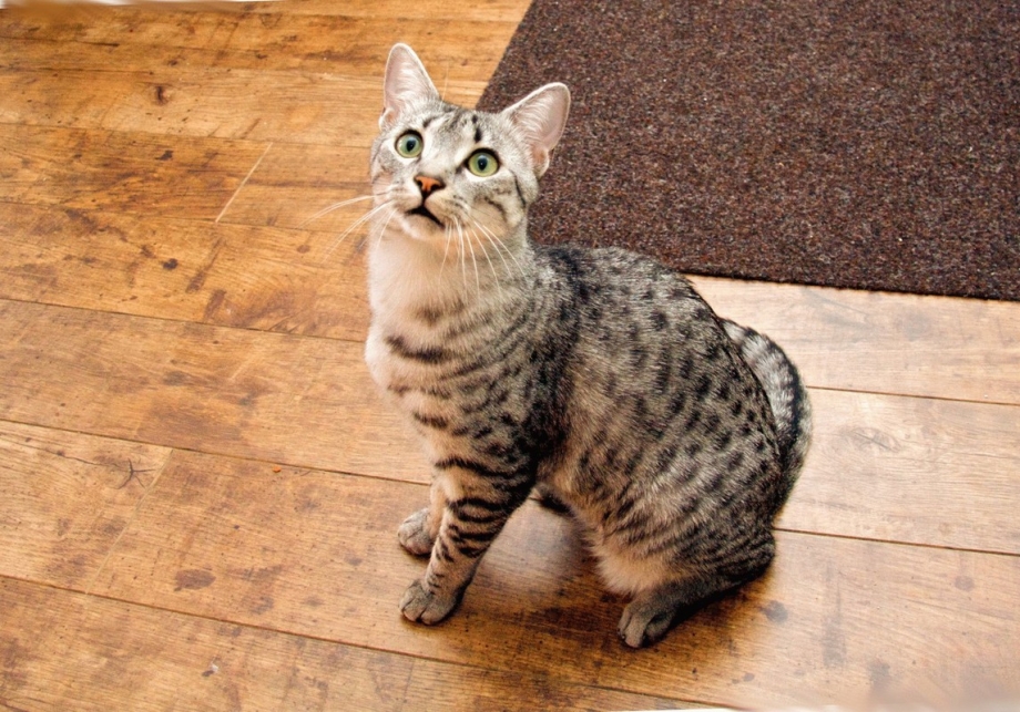 Египетская МАУ кошка