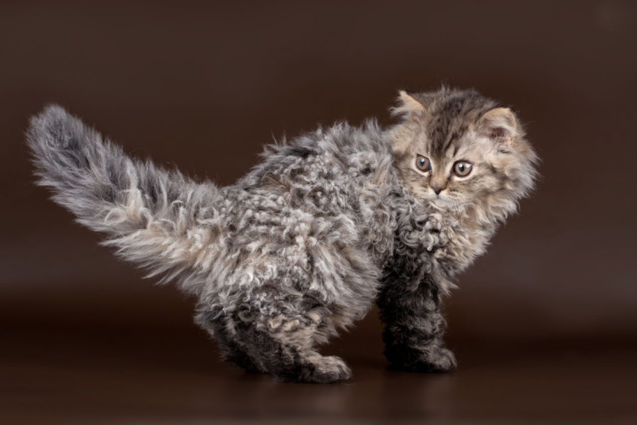 Коты Селкирк рекс
