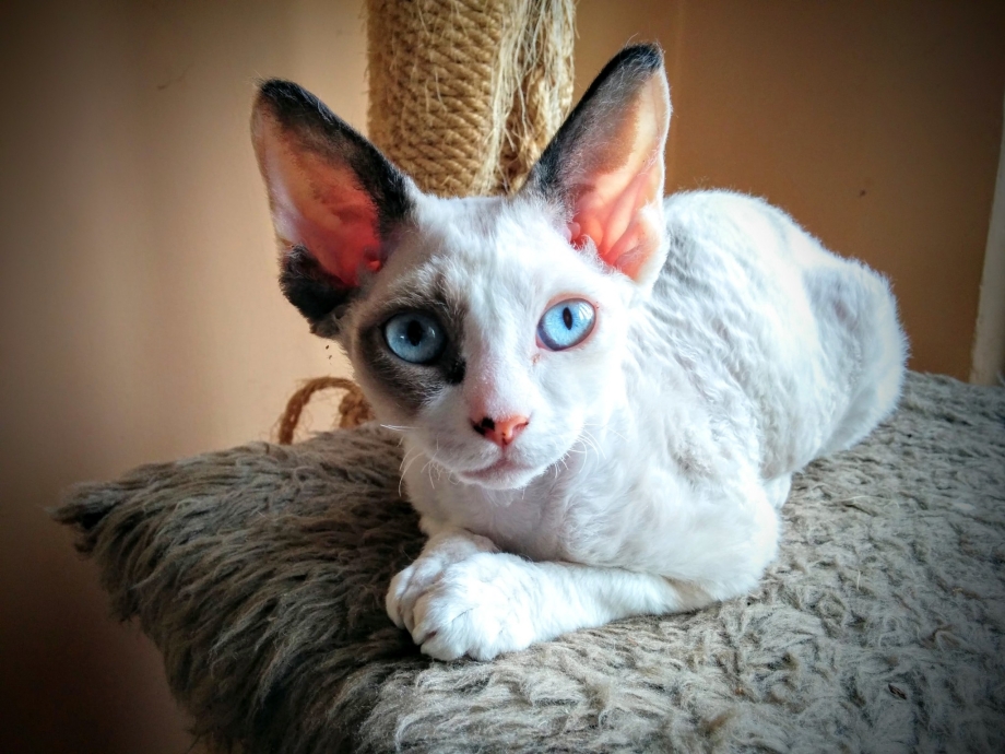 Кот Девон рекс
